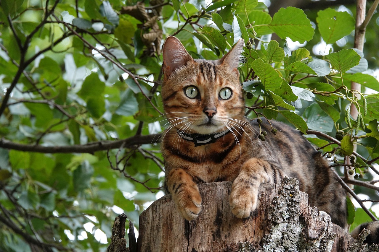 An F1 Bengal Cat